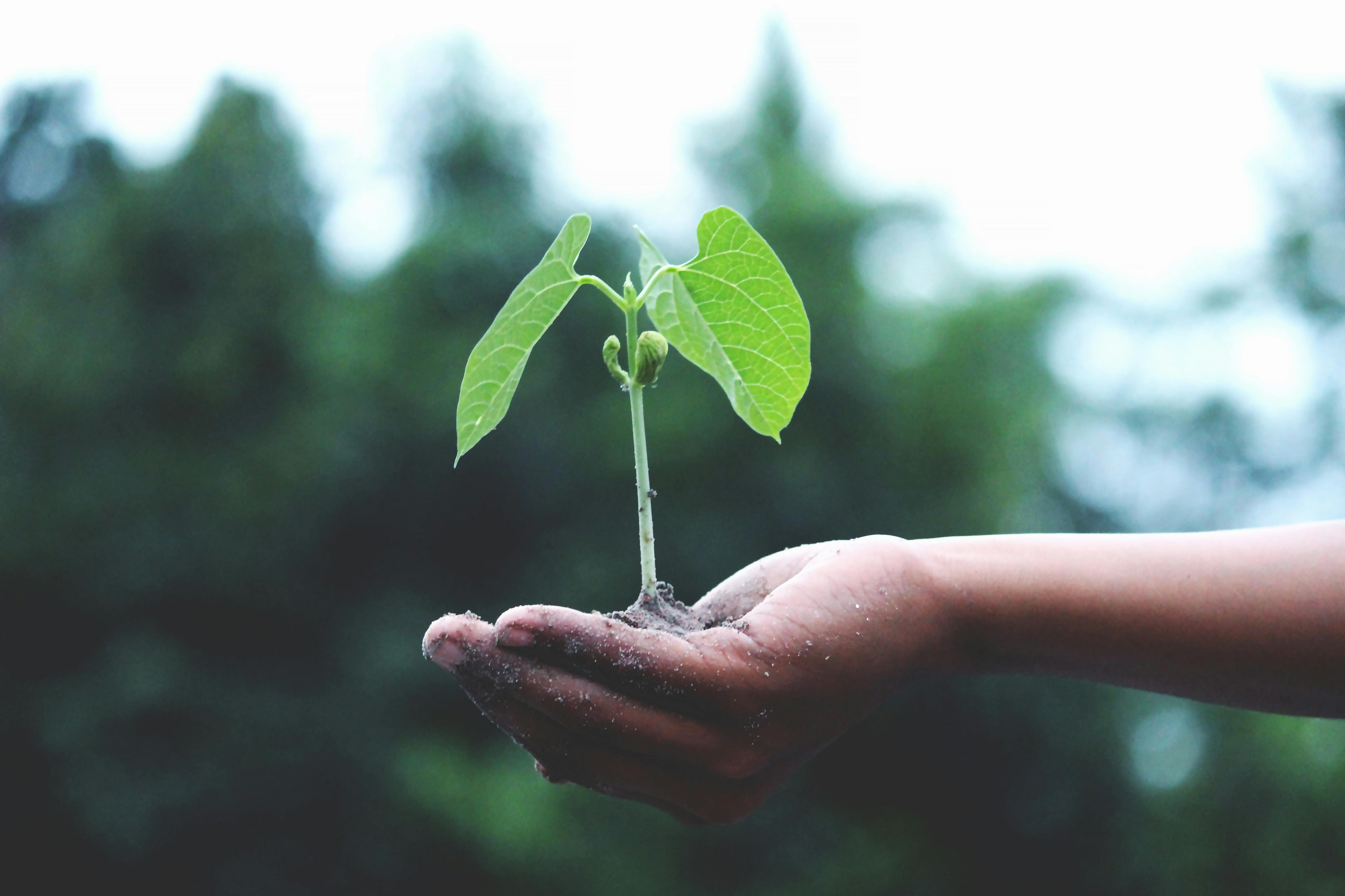 Hand som håller en liten grön planta mot suddig skogs­bakgrund, symbol för tillväxt och kontinuerlig förbättring.